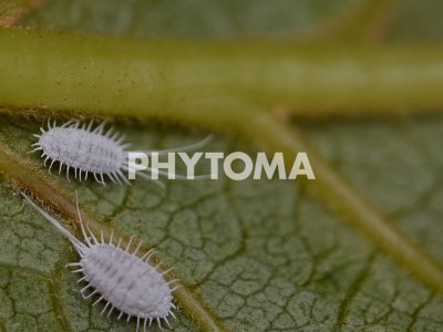 Pseudococcus longispinus